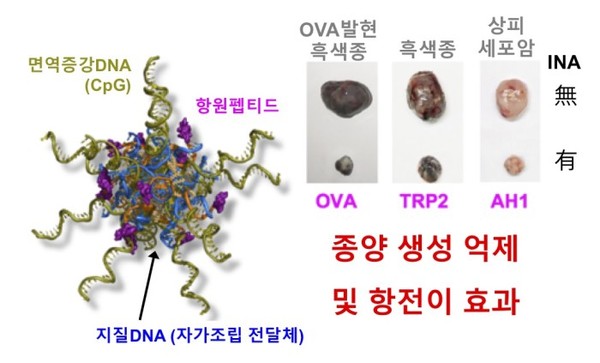 복합물질(INA)에 의한 항암효과 확인 개념도 / 자료이미지=한국연구재단