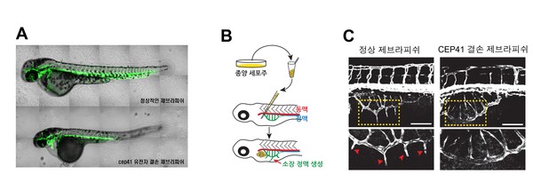섬모조절유전자 CEP41이 결손된 제브라피쉬에서 나타난 혈관 형성 이상 / 자료이미지=한국연구재단