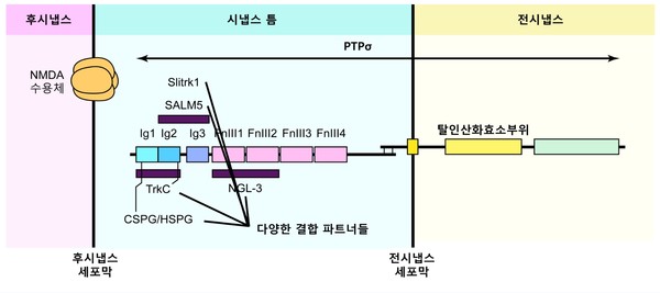 PTP 단백질의 구조도 / 자료이미지=IBS