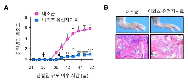 관절염 유도 생쥐에서 이와츠(Ywhaz) 유전자 치료효과 확인 / 자료이미지=한국연구재단