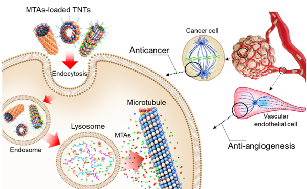 그림 2. 항암제가 탑재된 TNT(튜불린 나노 튜브)의 항암 및 혈관 형성 억제 작용 과정 / 자료이미지=KAIST