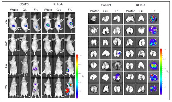 KHK-A를 발현하는 암세포 이식 마우스 모델을 통해 확인한 암 전이에서의 과당의 역할 / 자료이미지=한국연구재단