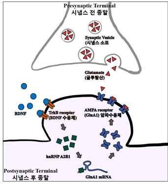 BDNF에 의해서 증가한 hnRNP A2B1이 GluA1 mRNA에 결합하여 번역(translation) 을 증가시킴으로써 암파 수용체의 합성이 증가하였다. 따라서 시냅스에서 흥분성 신호(excitatory signaling)의 전달을 효율적으로 담당한다. / 자료이미지=POSTECH