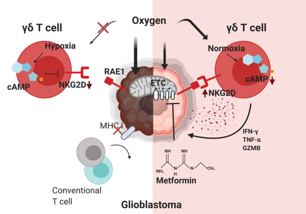 감마델타 T 세포의 항뇌종양 면역반응 기전 규명 / 자료이미지=한국연구재단
