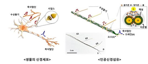 왼쪽은 생물의 신경세포　구조, 오른쪽은 본 연구진이 개발한 꼬아진 전극을 기반으로 하는 인공신경섬유소자의 구조를 비교 설명한 그림 / 자료이미지=KIST