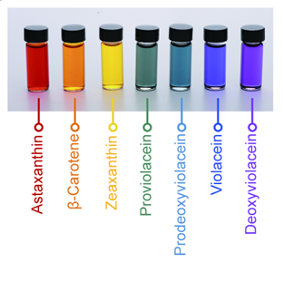 미생물을 통해 생산한 일곱 가지 무지개 색소 / 자료이미지=KAIST