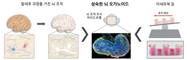 연구진이 개발한 ‘인간 미니 뇌 배양 플랫폼’ 모식도 / 자료이미지=IBS
