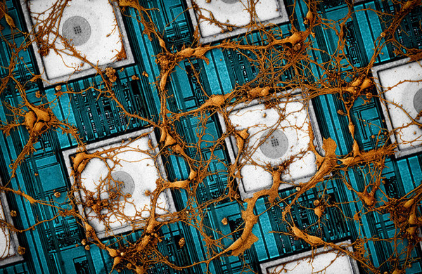 삼성전자가 뇌를 닮은 차세대 뉴로모픽 반도체에 대한 비전을 제시했다 / 자료이미지=삼성전자