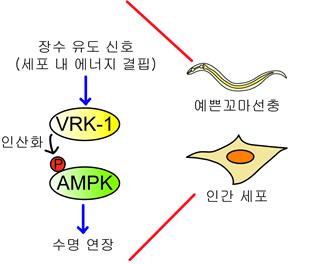 VRK-1-AMPK를 통한 수명 연장 모델 / 자료이미지=한국연구재단