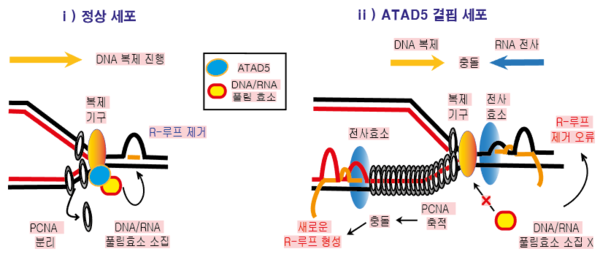DNA 복제 과정에서 ATAD5 단백질의 R-루프 조절 메커니즘 / 자료이미지=IBS