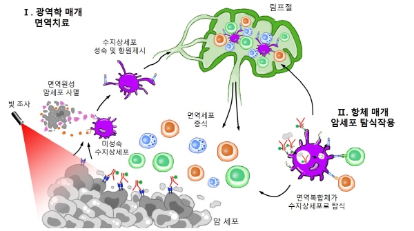 연구팀이 개발한 '항체-광응답제' 접합체를 이용한 암 표적 치료 전략의 개략도 / 자료이미지=한국연구재단