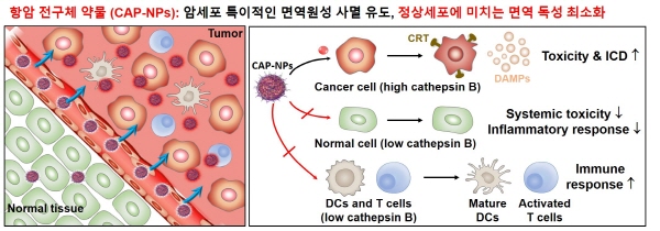 암세포 특이적 항암 전구체 약물의 면역반응 유도 모식도 / 사진이미지=KIST