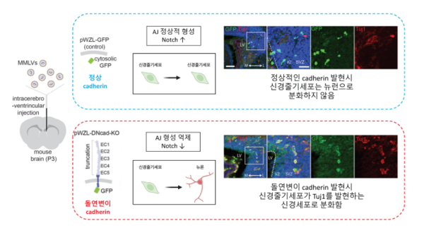 신경줄기세포의 뉴런으로 분화와 접착연접 형성과의 관계 / 자료이미지=IBS